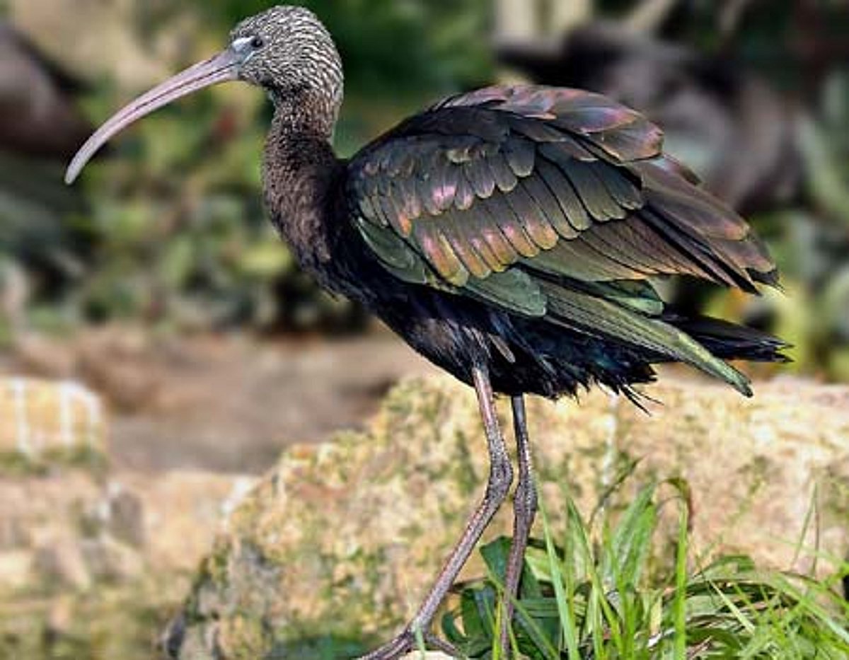 பறவையைத் தொடர்வோம்...