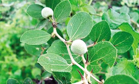 "ஆக்ஸிஜன் பை' ஆளுநர் மாளிகை!