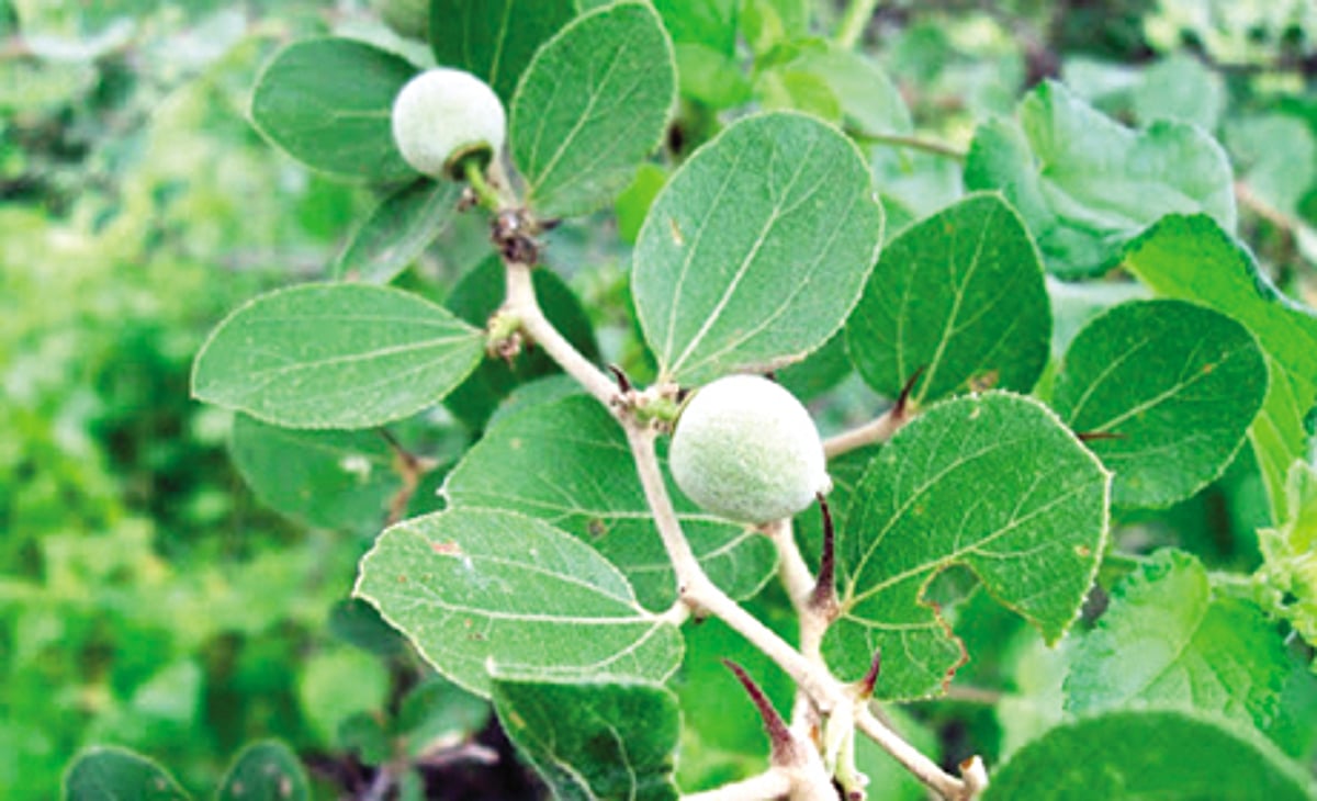 "ஆக்ஸிஜன் பை' ஆளுநர் மாளிகை!