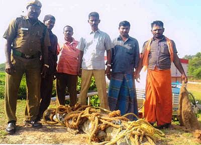 காட்டுமன்னார்கோயில் அருகே பிடிபட்ட 8 அடி நீள ராட்சத முதலை