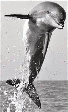 உற்சாக டால்ஃபின்