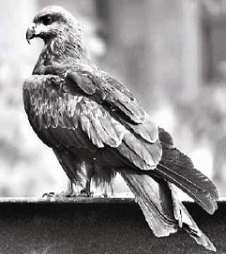 பறவையைத் தொடர்வோம்...