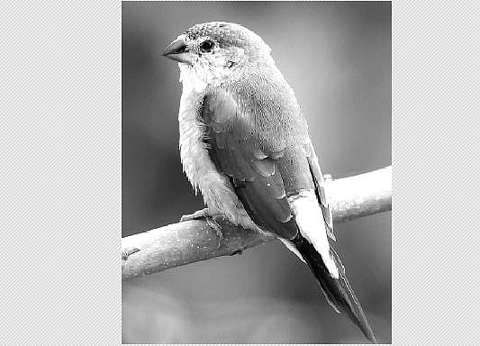 பறவையைத் தொடர்வோம்...