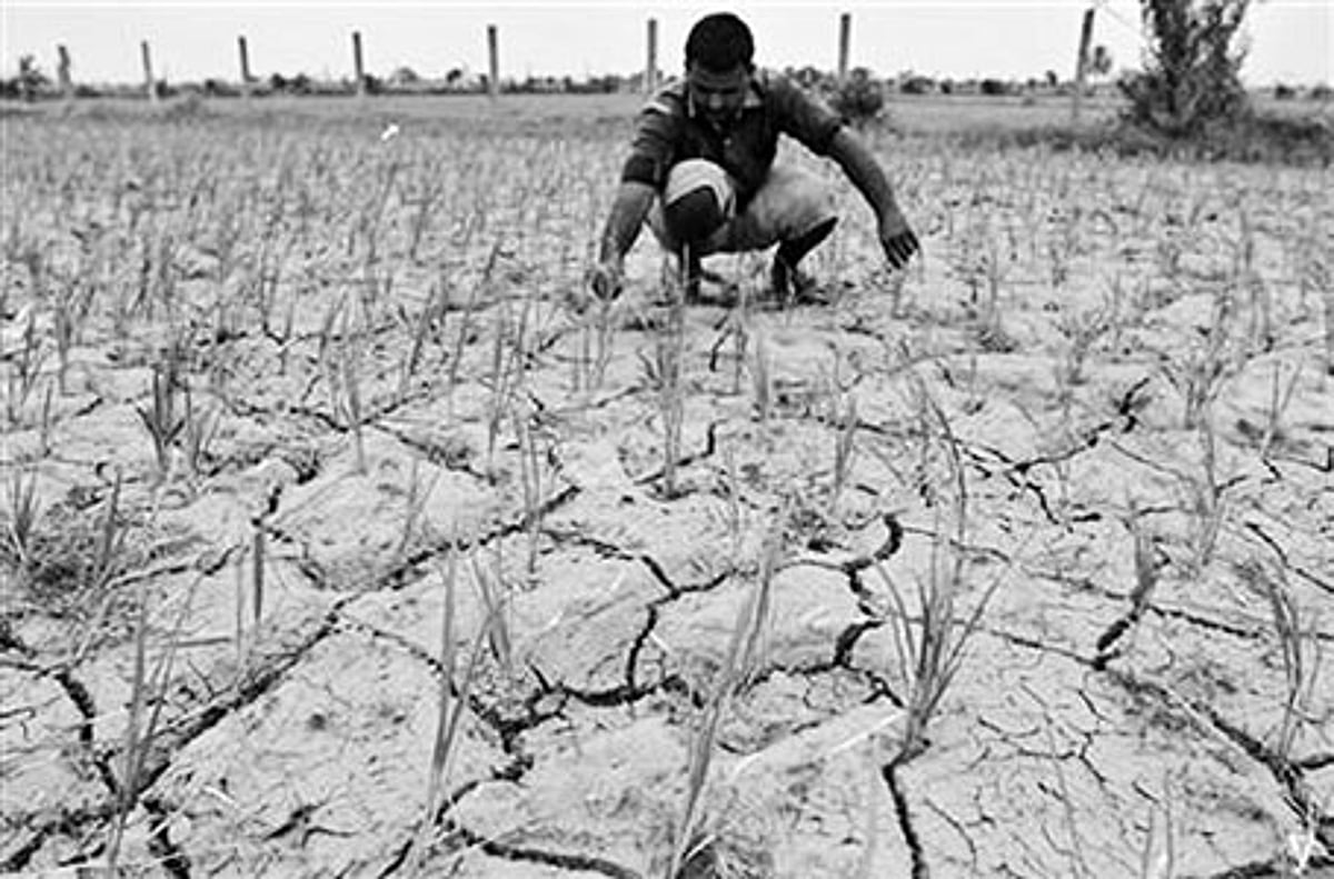 கருகிய பயிர்களுக்கு காப்பீடு மூலம் இழப்பீடு