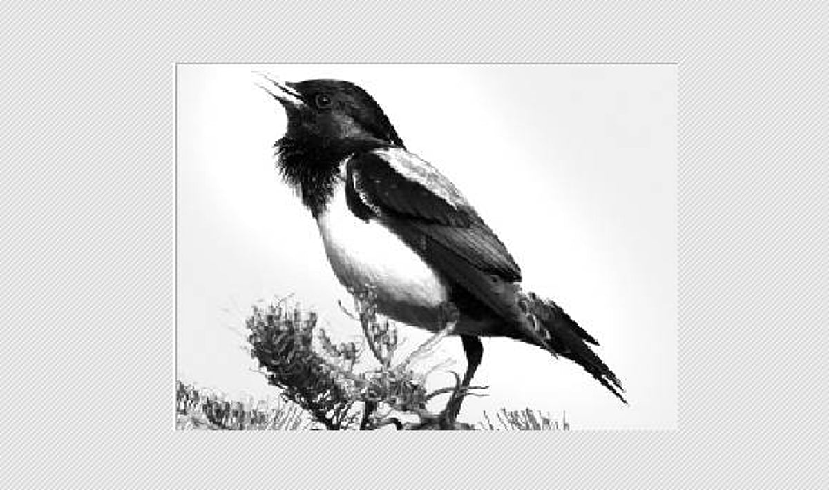 பறவையைத் தொடர்வோம்...