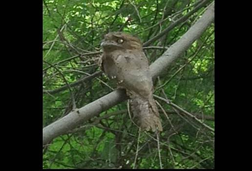 மேற்குத் தொடர்ச்சி மலையில் அபூர்வ வகை பறவைகள்