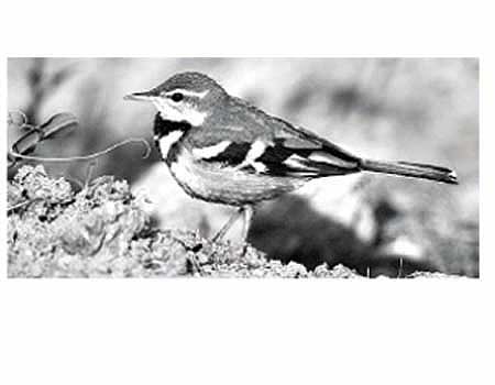 பறவையைத் தொடர்வோம்...