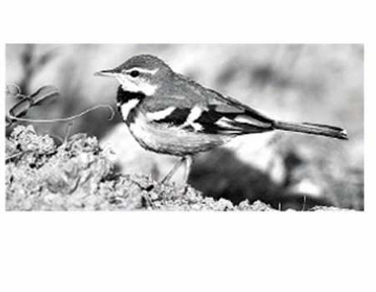 பறவையைத் தொடர்வோம்...