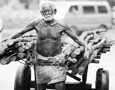 பருவம் கடந்தும் "காய்க்கும்' மரங்கள்!