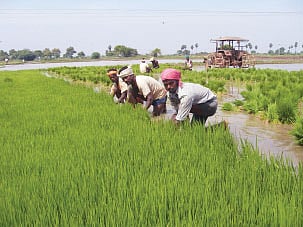 திருந்திய நெல் சாகுபடியில் காவிரி டெல்டா விவசாயிகள் ஆர்வம்