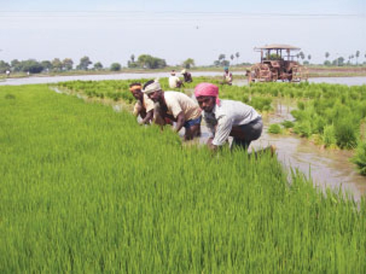 திருந்திய நெல் சாகுபடியில் காவிரி டெல்டா விவசாயிகள் ஆர்வம்