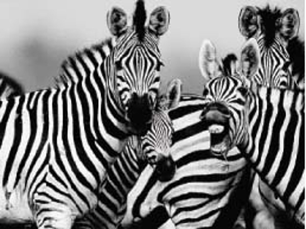 அறிவோம்... வரிக்குதிரை