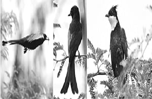 பறவையைத் தொடர்வோம்...