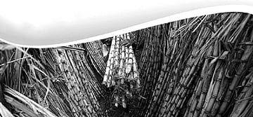 கரும்புக்கு கூடுதல் விலை நிர்ணயிக்கப்படுமா?