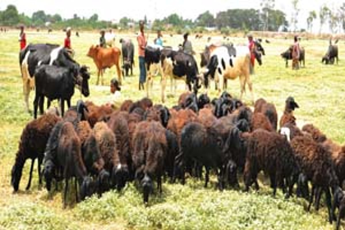 பொலிவு பெறும் ராமக்காள் ஏரி: அச்சத்தில் கால்நடை விவசாயிகள்