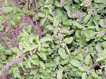 துளசியின் பயன்கள்