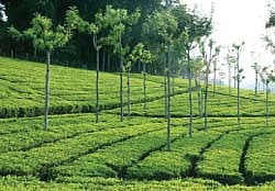 தேயும் தேயிலை வளரும் ரியல் எஸ்டேட்