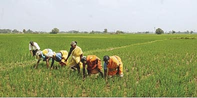 கெங்கவல்லி வட்டாரத்தில் சொட்டு நீர்ப்பாசனம் அமைக்க விவசாயிகளுக்கு அழைப்பு