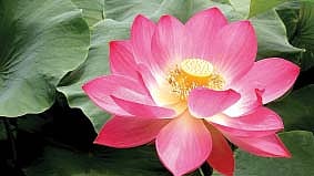 பூஜைக்கு உரிய மலர்கள் எவை?