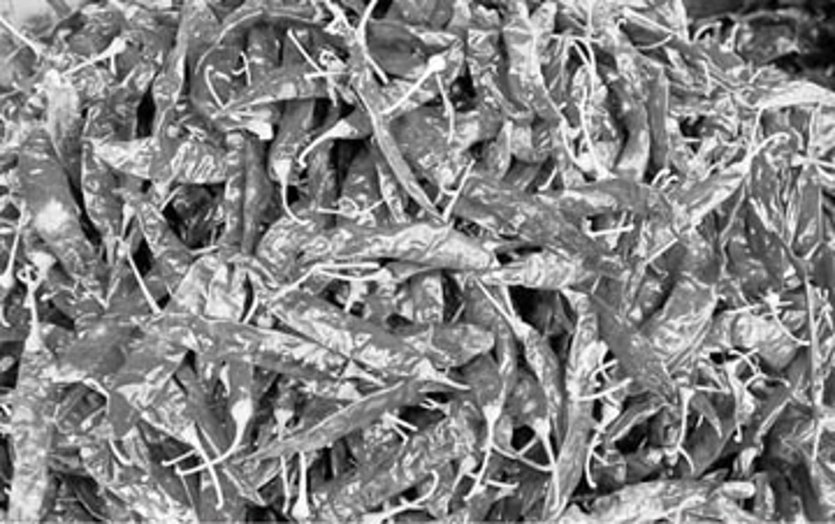 கண்ணீரை வரவழைக்கும் மிளகாய் விலை