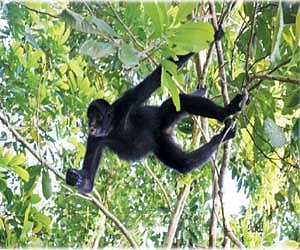 காட்டுக்குள்ளே கொண்டாட்டம்! - 9