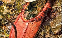 எலிகளைக் கொல்லும் தாவரம்!