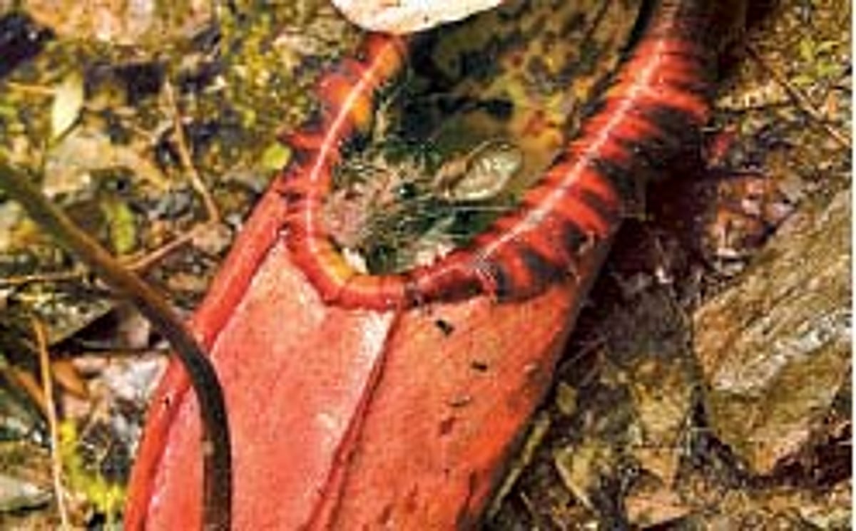 எலிகளைக் கொல்லும் தாவரம்!