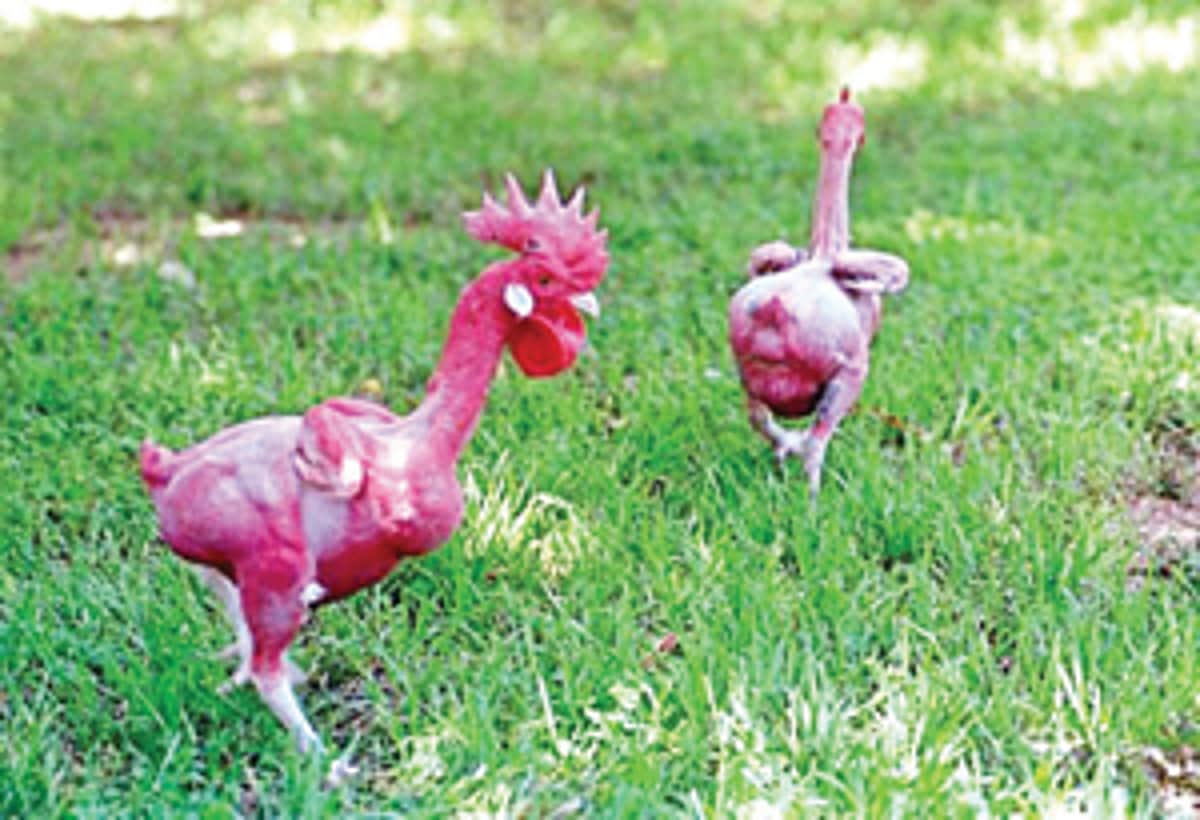 News image