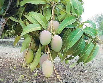 ஆயுள் காக்கும் ஆயுர்வேதம்:மா தரும் மருந்துகள்!