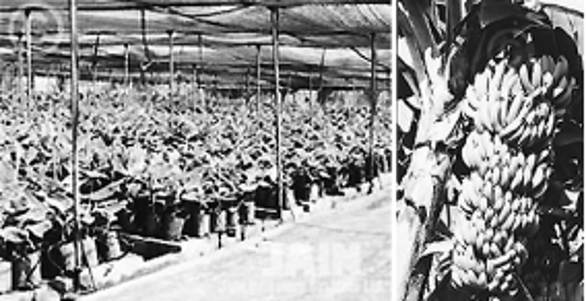 வாழையில் திசு வளர்ப்பு முறைகள்