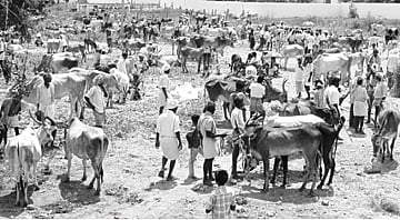 தீவன விலையேற்றம்: அடிமாட்டு விலைக்கு கால்நடைகளை விற்கும் விவசாயிகள்!