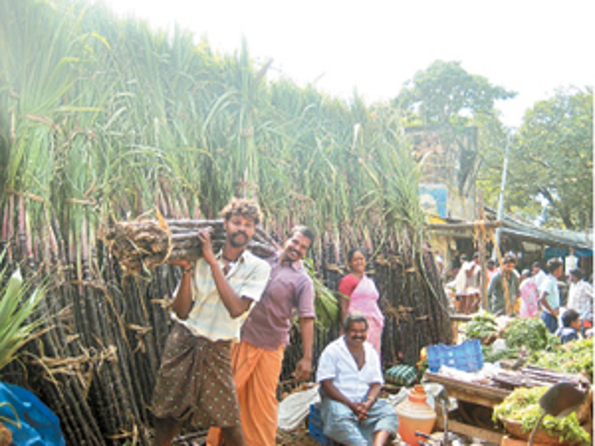 கரும்பு தோகையை உரமாக்குவது எப்படி?
