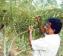 நெல்​லிக்​கனி ரக​சி​யம்!