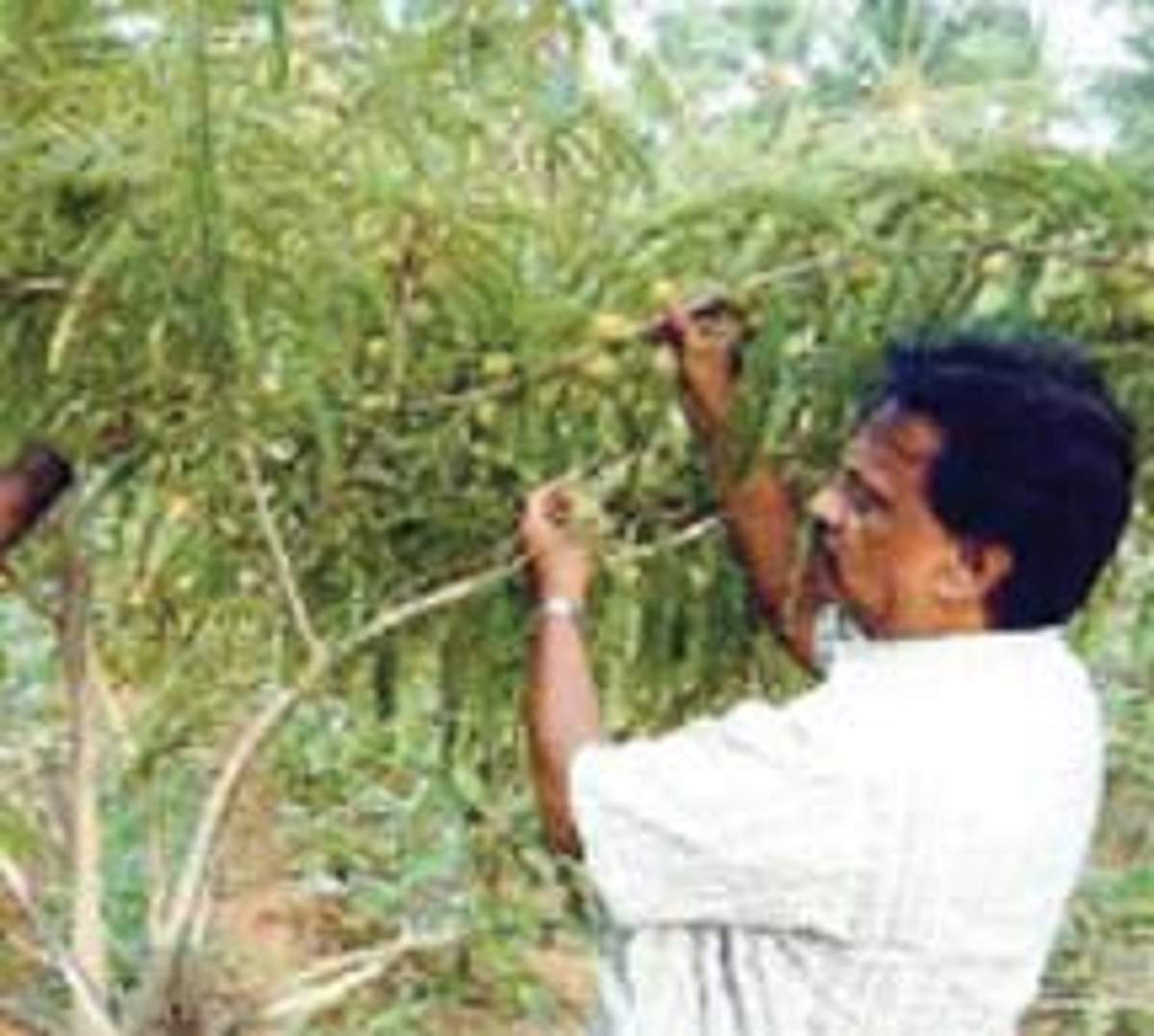 நெல்லிக்கனி ரகசியம்!