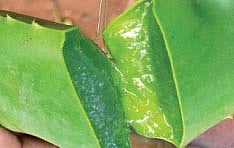 ஆயுள் காக்கும் ஆயுர்வேதம்: சோம்பலும் களைப்பும் ஒன்றல்ல...