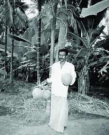 அதிக லாபம் தரும் யாழ்ப்பாணம் தென்னை சாகுபடி