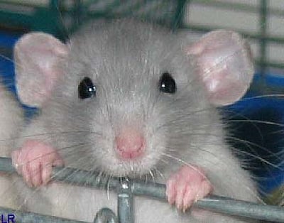 19 கிலோ கஞ்சா மாயம்: எலிகளுக்கு அதிர்ச்சி கொடுத்த ஜார்க்கண்ட் காவல்துறை