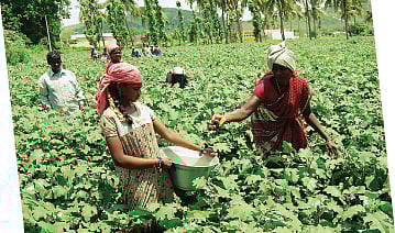 பூச்சித் தாக்குதல் வீழ்ச்சியை சந்திக்கும் தோட்டப்பயிர் விவசாயிகள்