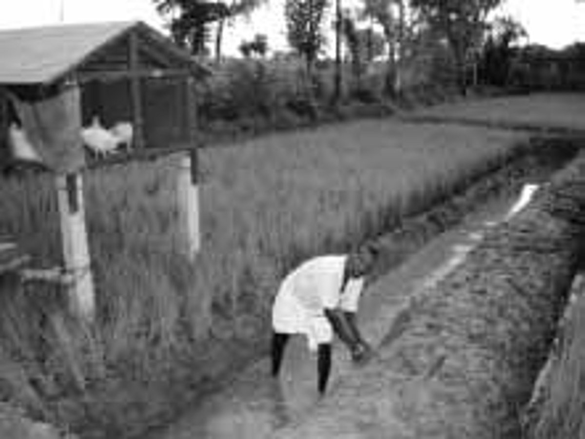 அதிக லாபம் தரும் ஒருங்கிணைந்த நெல், மீன் மற்றும் கோழி பண்ணை முறை