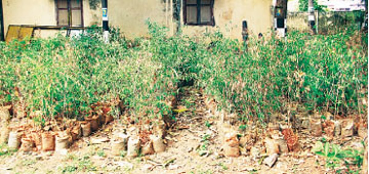 தண்ணீர் விடாததால் காய்ந்து வரும் புளியங்கன்றுகள்