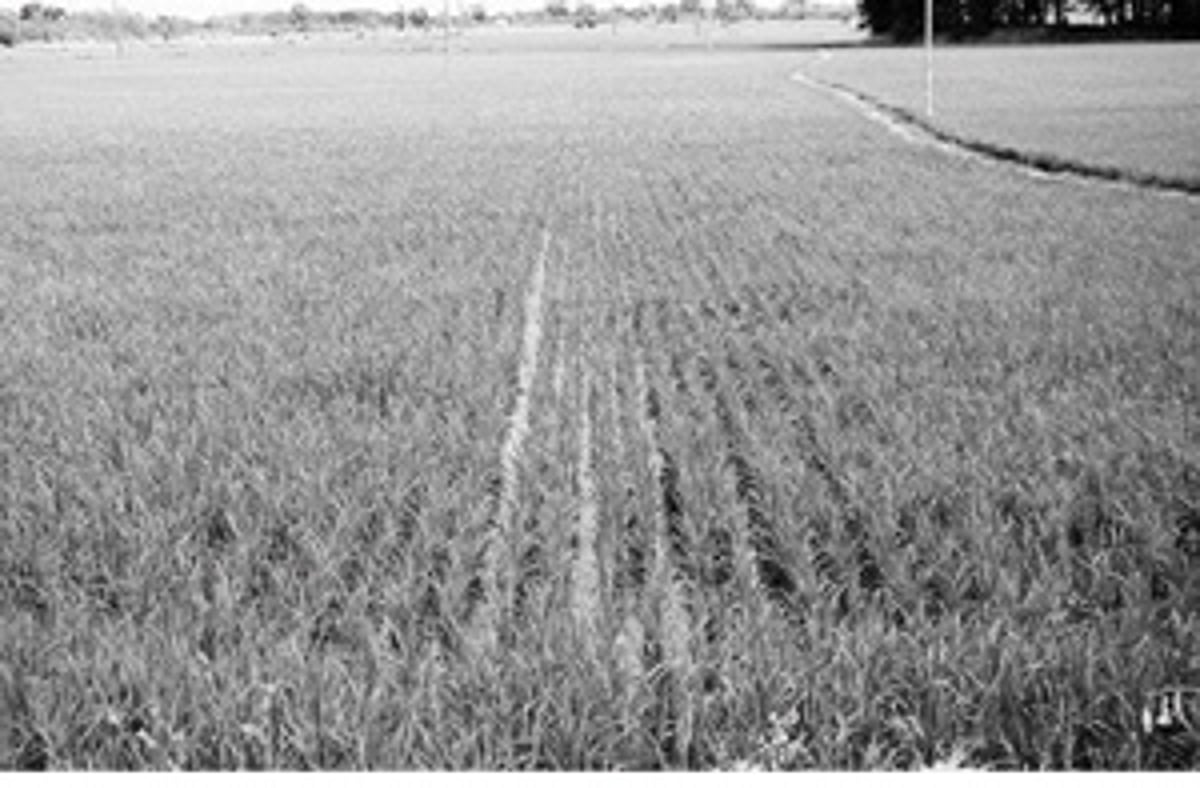 டெல்டா பகுதியில் குறுவை சாகுபடி இலக்கு எட்டப்படுமா?