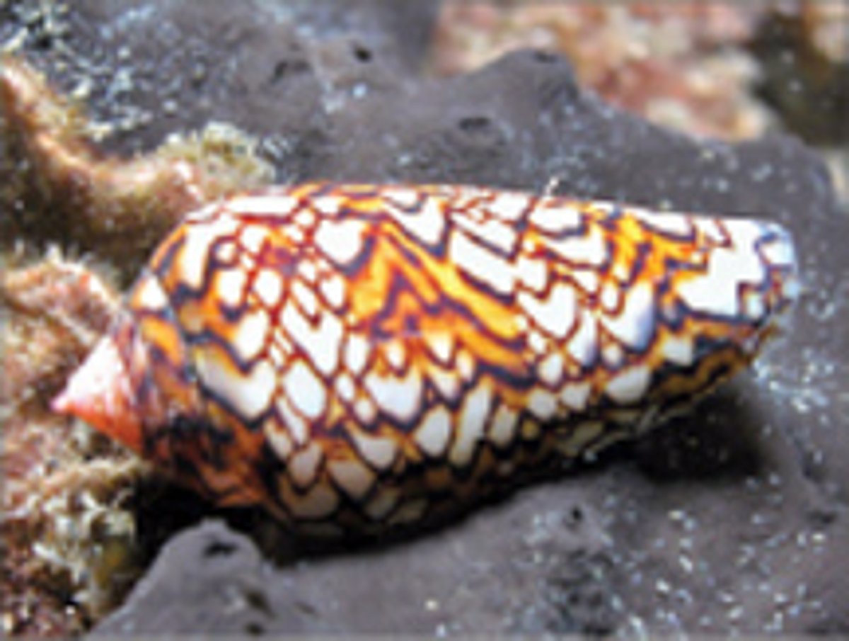 வாழைப்பூ சங்கு!