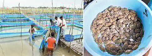 அதிக வருவாய் பெற்றுத் தரும் கல் நண்டுகள்