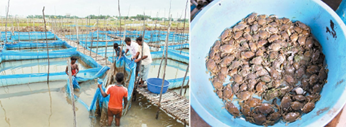அதிக வருவாய் பெற்றுத் தரும் கல் நண்டுகள்