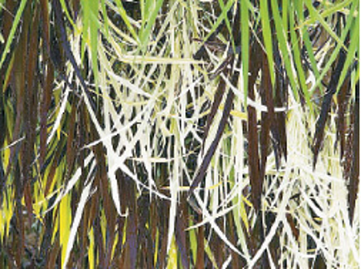 வயல் ஓவியம்!