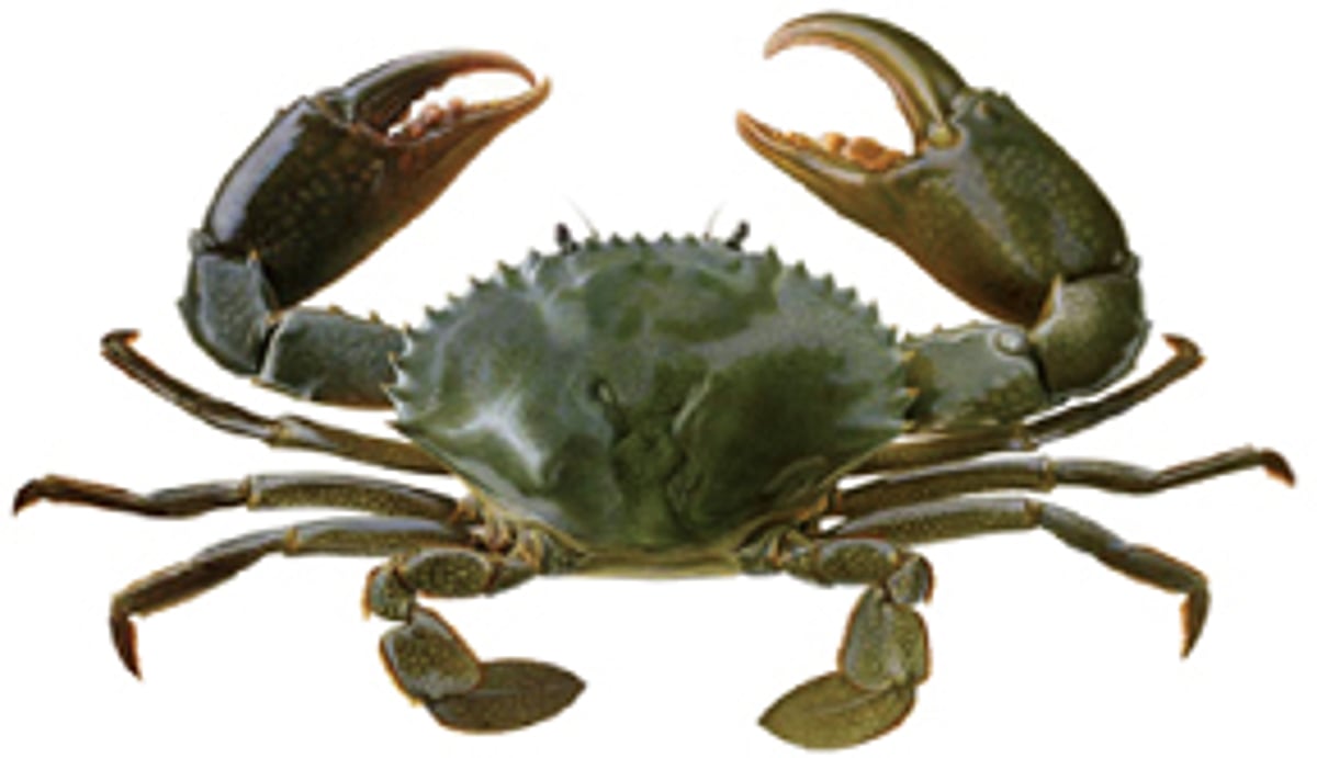 களி நண்டு