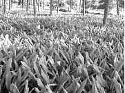 விதையிலேயே கரைந்துபோகுது வங்கிக் கடன்: பரிதவிக்கும் மஞ்சள் விவசாயிகள்!