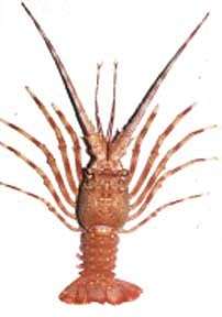 சிங்கி இறால்!