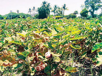 "பூச்சித் தாக்குதலில் அழியும் கத்தரி விவசாயம்'