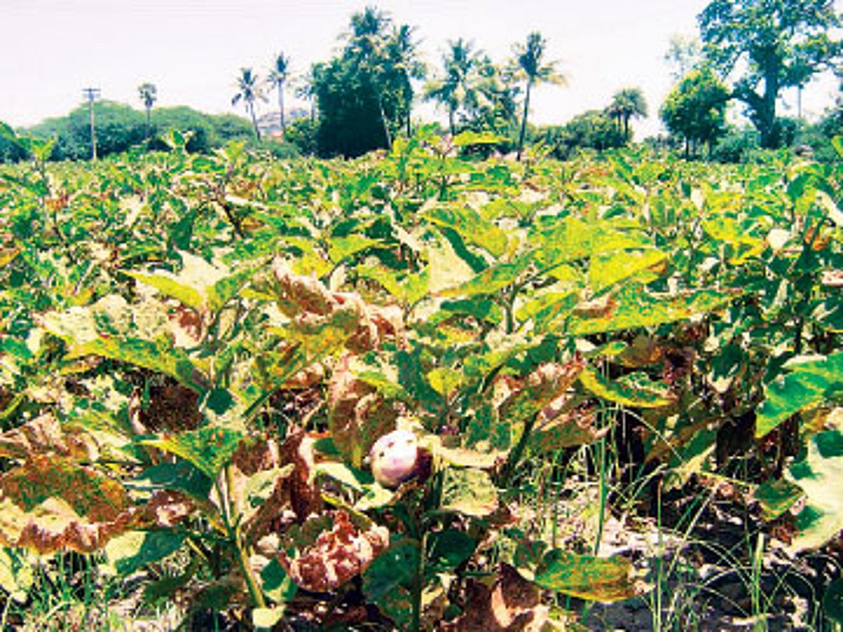 "பூச்சித் தாக்குதலில் அழியும் கத்தரி விவசாயம்'